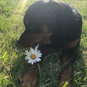 Meet your Posher, Holly